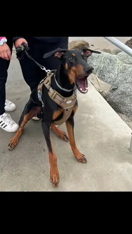 the face of seperation anxiety 