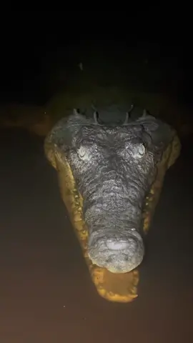 My Everglades friends missed me!#everglades#foryou#fyp#foryoupage#foryourpage#viral#wildlife#spider#snake#alligator#crocodile#puppy#professional#animals#jungle#swamp#florida#floridacheck#nature#yoink#rescue#forest#frog#ecosystem#biodiversity#AnimalFacts 