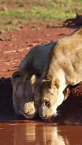 The Zimanga Pride on the move during a morning Safari. It must have been a long walk as these two spent a few minutes quenching their thirst before moving off into the shade. 