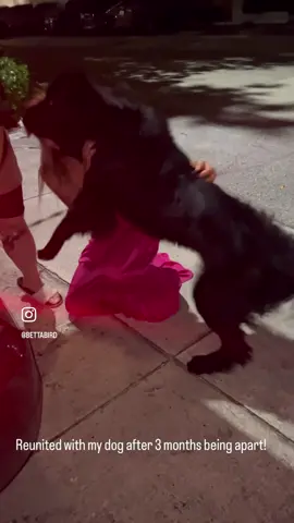 So happy to have you back, Raja ❤️ #dogreunion #newfoundland #dogsoftiktok #newfie #imissedyou #dogreunited #dogreunions #belowdeck #dog #newfoundlanddog #newfielove #raja #ilovemydog #viral #sweet #girlsbestfriend #pet #pets 