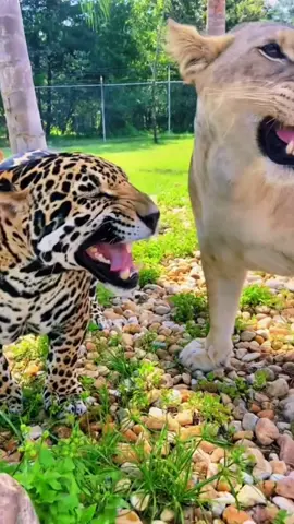 Stinky faces! 😝 The flehmen response is a behavior observed in many mammals, including big cats. It involves a unique facial expression and inhalation through the upper lip, which allows them to analyze scents more effectively. #NOTpets #bigcat #bigcats #cat #cats #animal #animals #jaguar #jag #tank #teamtank #lion #puma #cougar #tiger #animal #animals #cute #funny #lol #fl #florida #fyp 
