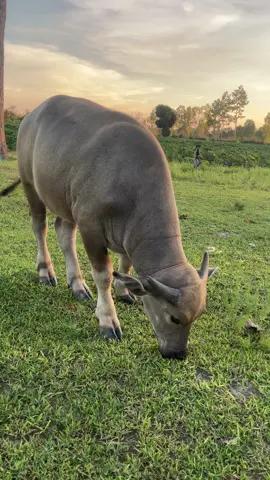 เด็กกำลังโต เพรชน้ำมูล ลูกชายป๋าปังแปดริ้ว #ควายงาม #ควายไทยควายงามสายพัฒนา  #ฝากติดตามด้วยเด้อ 
