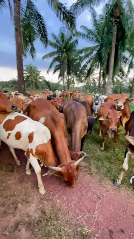 Cara penternak healing😅 #fypシ #fypシ゚viral #penternakmalaysia #penternaklembu #jiwaternak #penternakmuda🐄 #lembusadomalaysia #segamatproblem 