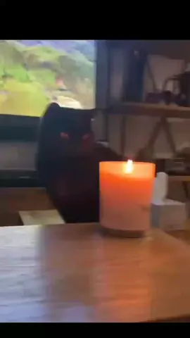 *yo y mis pensamientos intrusivos cuando hace mucho calor: #panterita #🕯️  🔥👄🔥✨#gatitos_haciendo_cosas #✨✨✨   #debesmatarlosbart    #debesmatarlosatodos #michistiktok #ondadecalor 
