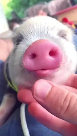 emo's Piggy #fyp #foryou #minipig #piggy #petpig 