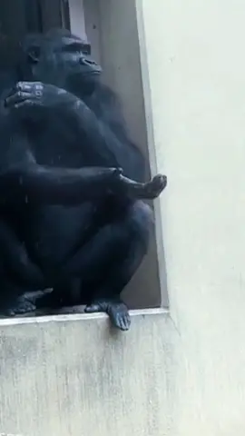 #gorilla #funnyvideos #fyp #funny 
