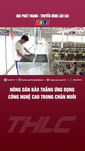 Nông dân Bảo Thắng ứng dụng công nghệ cao trong chăn nuôi #tiktoklaocaitv #tintuclaocai