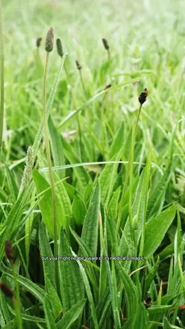 This is Ribwort Plantain, an incredibly common plant with loads of medicinal uses. The leaves applied to cuts slows bleeding (and cleans the cut at the same time), the juice is a natural skin tightener and feels great when rubbed into your face and it can be made into tea as a hayfever remedy, which has weirdly has a mushroomy flavour, actually really nice stuff. It’s even said, in British Folklore, that it contains magical powers of divination... #ribwortplantain #plantain #herbalmedicine #foraging