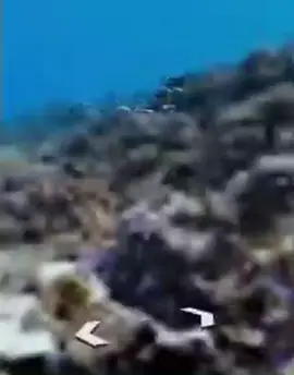 fish jumpscare 🐟 . . . #shitposting #shitpost #trend #fyp #fypシ #foryou #animals #memes #meme #viral #anime #gaming #sad #funny #fun #catsoftiktok 