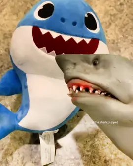 Part 1 #puppet #theshark #pov 