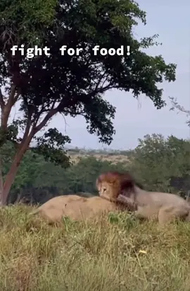 Adult Male Lion asserts his dominance to one of the young Males on a Warthog kill. The younger Male knowing his place as he backs down  quickly! 👊🏾🙌🏻😳. #animals #nature #wildlife #animalsoftiktok #safari #gamedrive #spiceyelle #adventure #naturelove #natureathome 