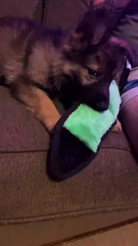 She wiggled her way into my life and I’m thankful for her. Meet little Khaos ♥️ #dogmumclub #germanshepherdcommunity #gsdpuppy #gsdpuppymom #germanshepherdpups #woodwolfkennels #sablegsdpup 
