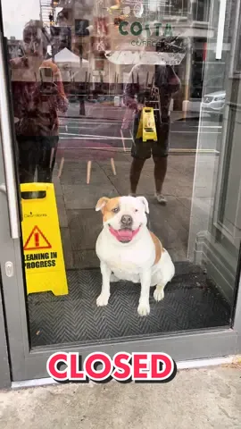 Me dogs locked in costa! 😳🐶🔐☕️😳 #fypシ #costa #closed #lockedin #dog #funnydog #elsalioncub #americanbulldog #dogsoftiktok #doglife #uk #foryou 