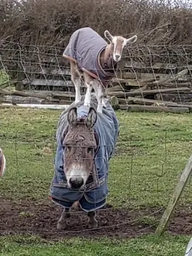 Every morning, Pedro's neck straps are undone, and I don't know why I never put two and two together. Of course, it's the goat 😅🤣🤣🤣 #funny #donkey #goat #toggenburg #animalantics #naughty #cute #foryou #adayinthelife #neveradullmoment #trending #donkeysoftiktok #goatsoftiktok #rural #nz 