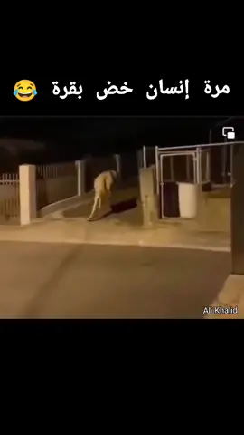 البقرة اتخضت 😂😂😂 #خيال_علمي #اكسبلور #كوميديا #fypシ #share #explore #fyp #tiktok #عجول_العيد #بقرة #ضحك #خضة  #alikhalid515 #هبدة_مهندس 