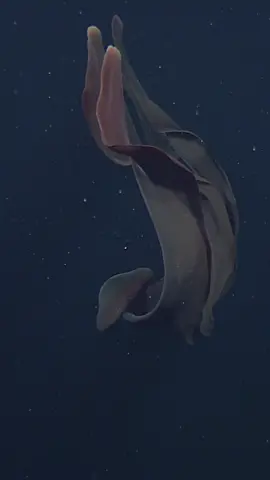 Slow your scroll and bask in the glory of the giant phantom jelly. 🤩 #MBARI #DeepSeaTok #science #ocean #fyp 