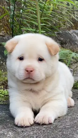 Cute puppy 🥰🐶#cute #petcute #dog #chúchódễthương #cutedog #cúnconđángyêu 