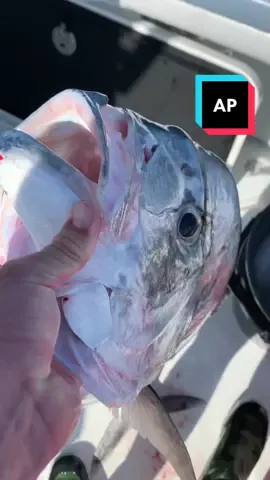 It indeed was not a goliath. Follow the insta link in bio for more. Never know whats gonna eat down there. Tiktok no fish was harmed in this video. #florida #offshore #shark #ap #tuna #wahoo #deep #animals #wildlife #fish #fishing #fishtok #snapper #grouper #bass #Lyonfish 
