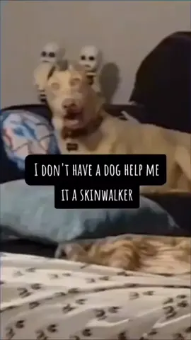 skinwalker?? 😱😱 #dog #thatsnotmydog #smile #sicksmile #sickomode #idonthaveadog #thatsnotmine 