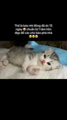 Nhờ các sen nhìn giúp xem cháu chân có bị ngắn khum ạ 🤭 #videoviral #xuhuongtiktok #catlover #funnycat 