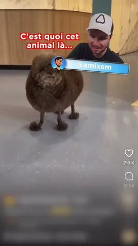 C’est quoi cet animal ? #amixem #humour #reels 