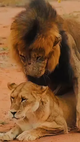 Raw and untamed footage of lions mating. 🎥: Barry Peiser (Photographic guide) @barry_peiser  #lion #lioness #bigcatsoftiktok #bigcats #big5 #georginamayjudd #predator #predators #safarilifeafrica #safarilife #safariphotography #wildandfree #thisisafrica #africansafari #tiktoksafari #wildlifephotography #wildlifeoftiktok #africanwildlife 
