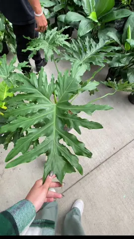 Incredibly happy that my significant other is my 1# supporter when it comes to plants🤍🪴 Find someone to share a hobby with🫶🏼🪴 It makes it even more fun 😌 Like, Share and Follow @kellylynn.plants (on insta too!)for more planty fun🫶🏼🤍🪴 #plantshelfie #plantsplantsplants #plantobsessed #houseplantsmakemehappy #houseplants #rareplants #rareplantobsession #plantlove #plant #plantlover #houseplantlover #reel #plantreel #houseplantreels #plantcommunity #plantsplantsplants #outfitoftheday #plantoftheday