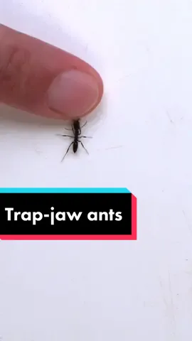 Ultra-fast strikes of trap-jaw ants #entomology #trapjawants 