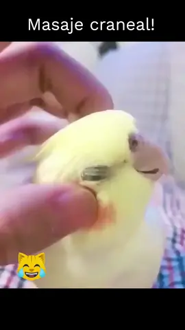 Masaje Orgásmico Loro! // Parrot head massage! 🫣😂 #nature #parrot #loro #fyp #naturaleza #animals #life #pets #mascotas #vida #humortiktok #parati #humortiktok 