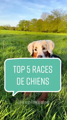 Top 5 des races de chiens les plus intelligentes 🐶 peut-être que ton chien fait parti de ce top 5 ? 🤷🏻‍♂️ #racedechien #chien #top5 #animal #animaux 
