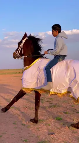#خيل_عربي_اصيل🐎🐎 #خيل_وخياله🐎 #اكسبلور #فرسان #حائل 