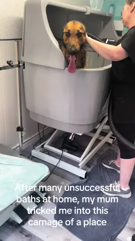 @#dogsoftiktok #viral #fyp #fypシ #germanshepherd #PetsOfTikTok #doggrooming 