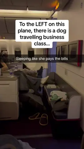 Nahh this dog is living a better life than me 😭😭🚨Follow @Pubity for your daily dose of uplifting content 🚨  #Pubity (Fifilittledarling via @ViralHog)