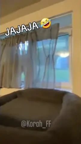#videosgraciosos #humor #doblajekorah #parati #viral 