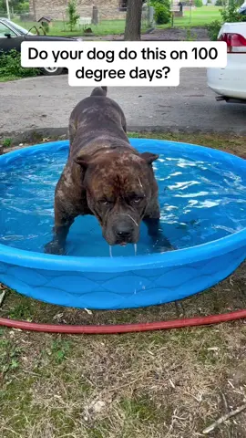 💦💧🌊 100 degree days in ARKANSAS! With #burrnationk9s Django . . . . . #adventuredog #beachdog #bestwoof #birddog #cute #cutedogs #dog #doggo #doglovers #dogoftheday #dogs #dogsofinstagram #dogstagram #dogswimming #goldenretriever #happydog #instadog #Love #nature #petsofinstagram #puppies #puppiesofinstagram #puppy #puppylife #puppylove #swimmingdog #swimmingdogs #water #waterdogs #wetdog 