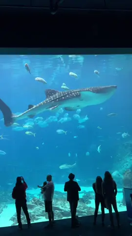 Best birthday ever🥳🦈 @Georgia Aquarium #georgiaaquarium #whaleshark #aquarium #atlanta 