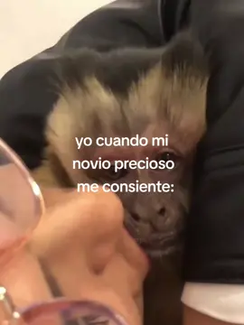 mona enamorada🐒 #monos #monkeys #amolosmonitos #changitos #yo #fypp #fypシ #fyp #monkeyslover #changos #enamorados 