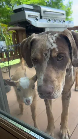 When ducky first moved out to the barn #nigeriandwarfgoats #nigeriandwarfgoatsoftiktok #kidgoats #bottlebaby #bottlebabygoat #barntok #goatsoftiktok 