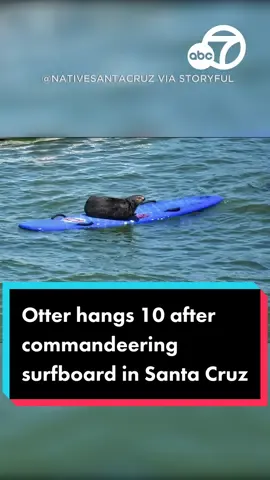 A cheeky sea otter commandeered a surfboard during a paddle-out event at Cowell Beach in Santa Cruz. 🦦😍 #abc7la #abc7eyewitness #news #animalsoftiktok #otter #surfing #CowellBeach #SantaCruz 