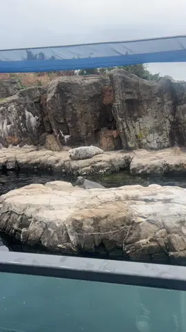 They was cute tho #yoliebandss #Lifestyle #nyc #nyaquarium #sealion 