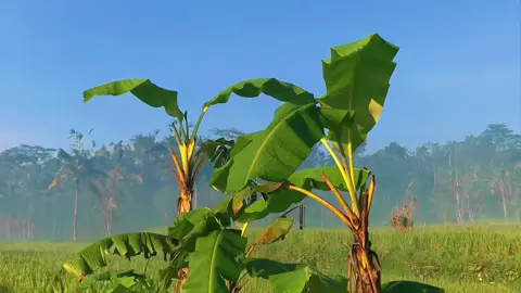#CapCut | mengkane🍃 | #fyp #foryou #foryoupage #cinematic #cinematics #aesthetic #sawah #bali #templatecapcut #fypシ #xyzbca 