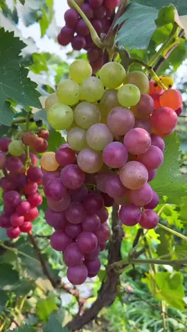 😌😌#foryou #freshfruit #relax #grape #fruit #decompression #interesting #decompress 