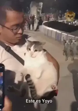 Este soy yo #michi #gatos 