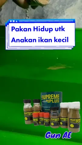 tutorial cara menetaskan telur artemia tanpa aerator #gunae #artemia #pakanburayak #ikanglofish #cupang 