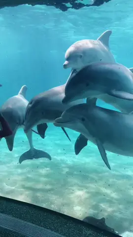 this was the coolest experience ever! a little girl brought a sticky ball at SeaWorld and these dolphins LOVED it! #dolphins #seaworld 