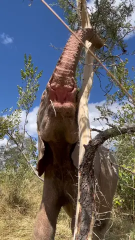 Reach for those dreams 🍂🍃 baby elephant Khanyisa stretches that little trunk to reach up to the tops of the branches #elephants #animalrescue #babyanimals #babyelephants #southafrica #elephantorphanage 