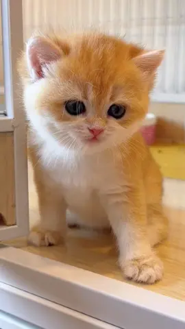 The kitten that just woke up is so cute! #catlover #catbaby #cats 
