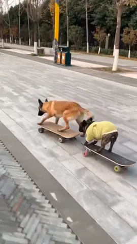dogs on skateboards. #dogsoftiktokviral #petdogs #germanshepherdsoftiktok 
