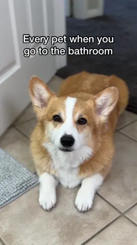 Its always when youre the most vulnerable #relatable #dogdad #doglife 