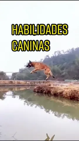 é comu diz aquele ditadu “tá na piscina é pa se molhá” #resiliente #engraçado #cachorro #react 